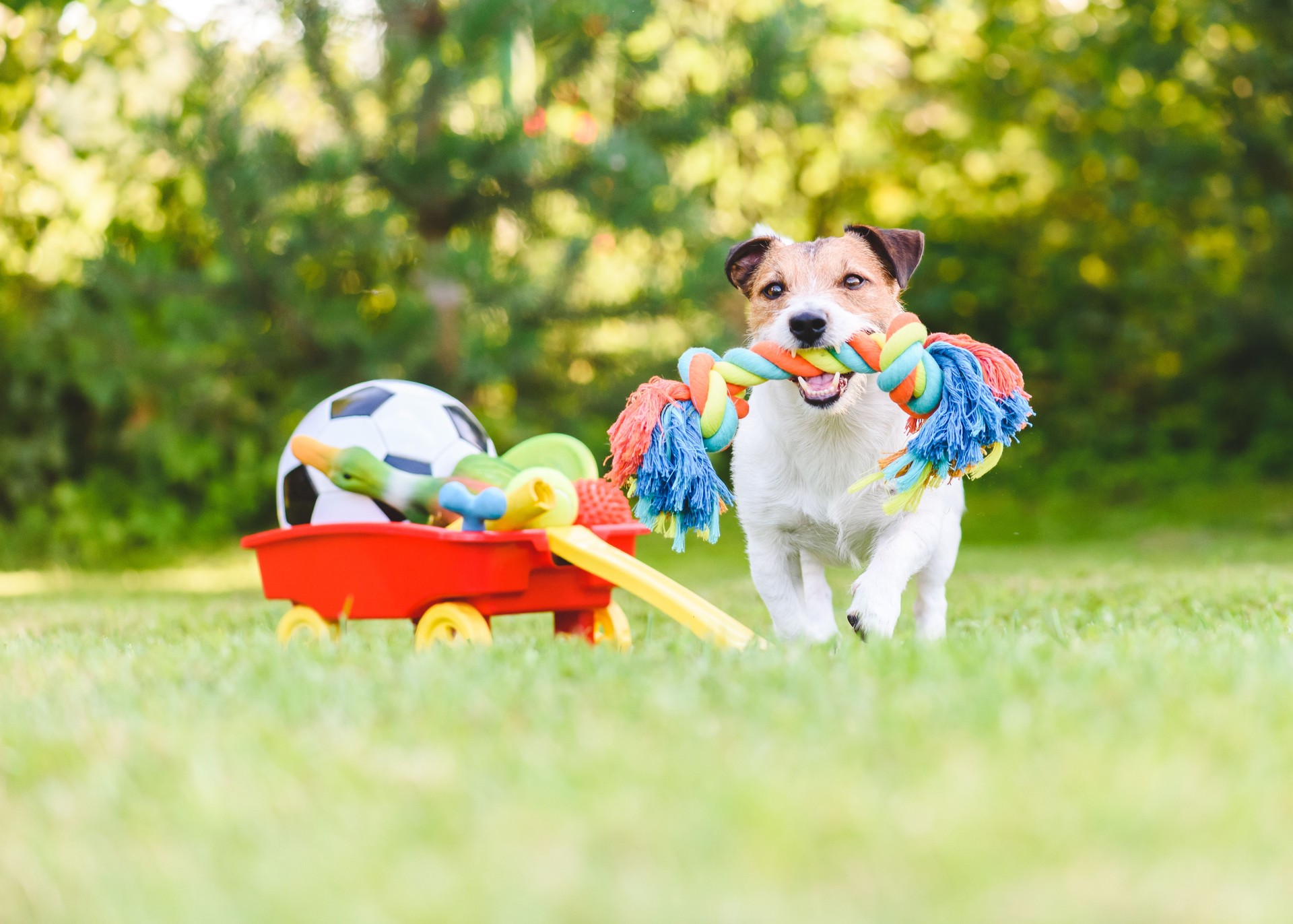 Dog chooses and fetches rope toy from hoard of pet toys in cart